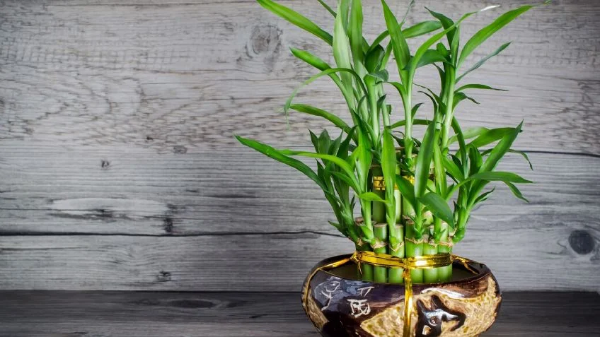 Plantas para colocar no trabalho