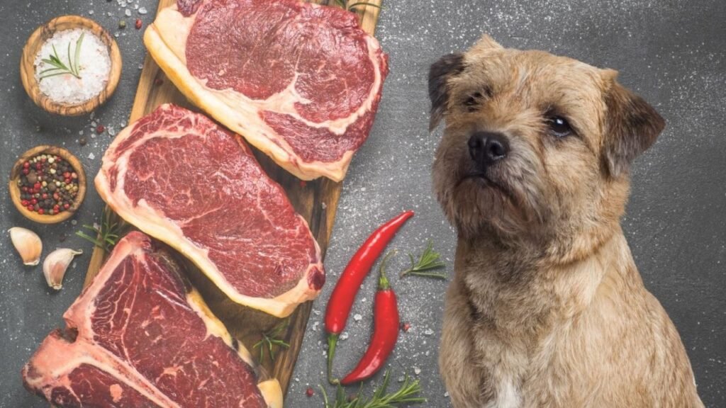 Posso dar carne crua para cachorro? Entenda o que acontece