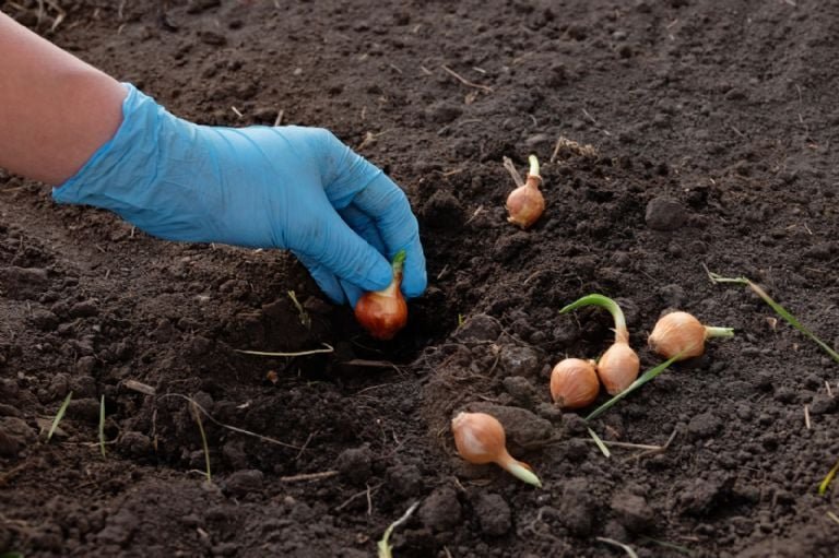 5 sementes que você deve plantar em fevereiro