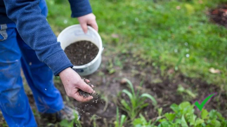 Entenda porque você não deve usar borra do café nas plantas