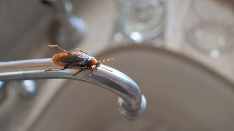 O truque definitivo para eliminar baratas na cozinha
