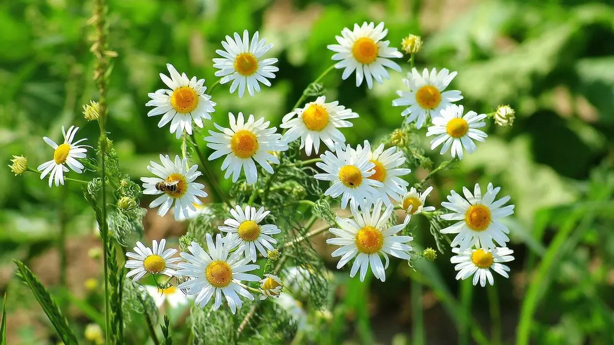 Plantas aromáticas que não podem faltar no seu jardim