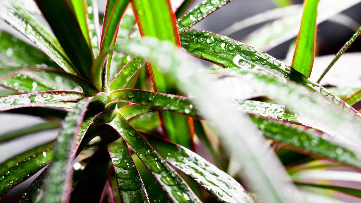 Plantas tropicais para dentro de casa