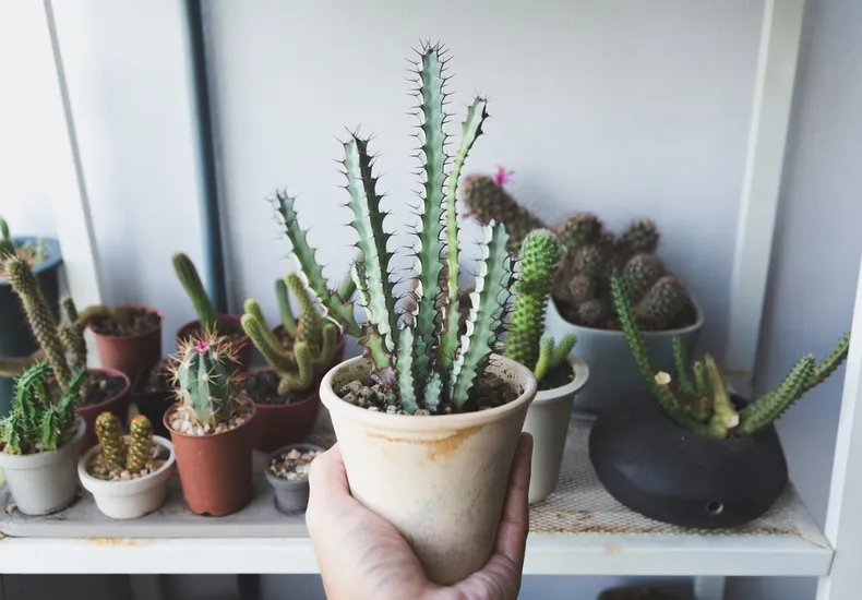 plantas para atrair boas energias