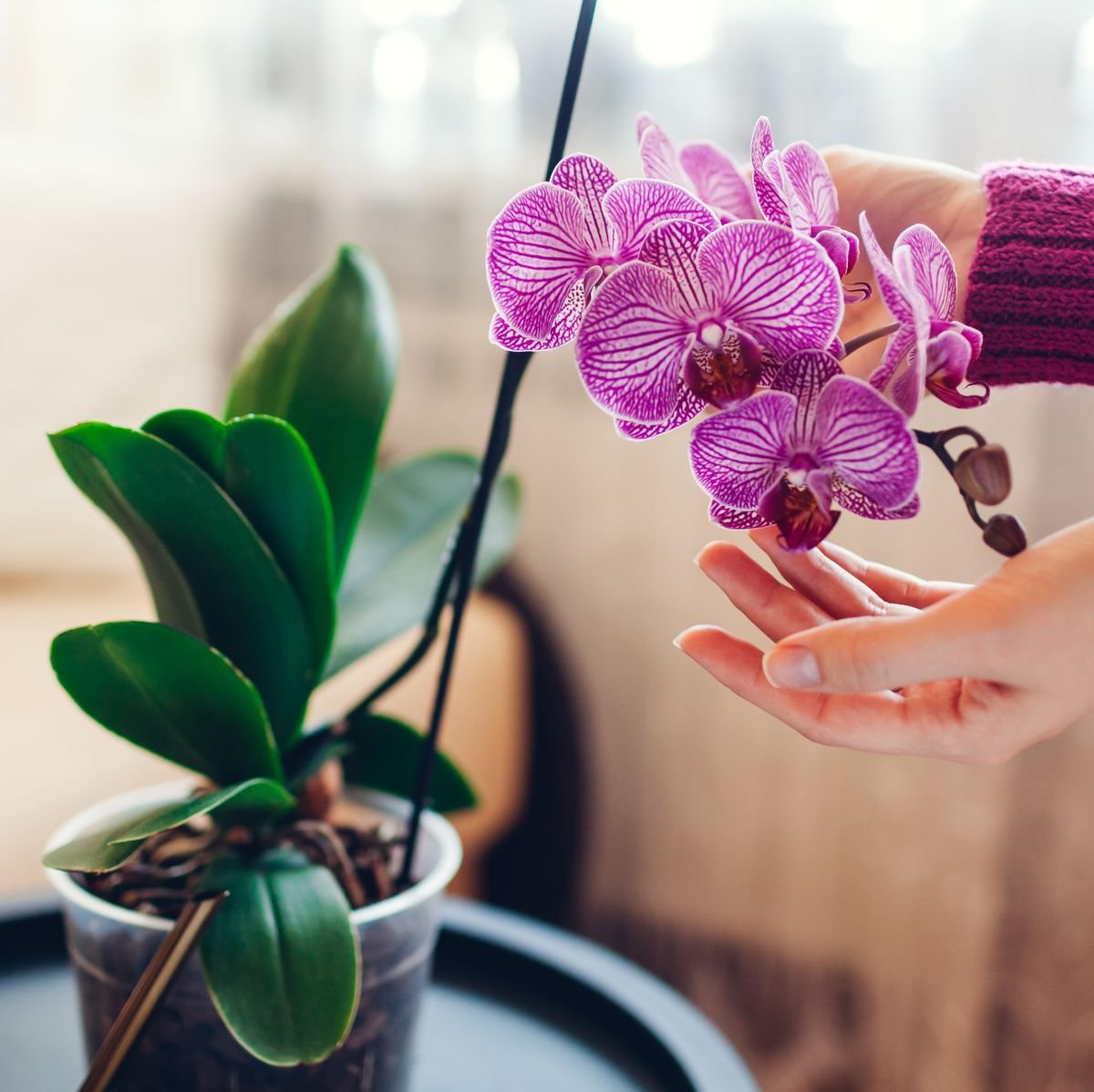 Guia completo de como cuidar de uma orquídea