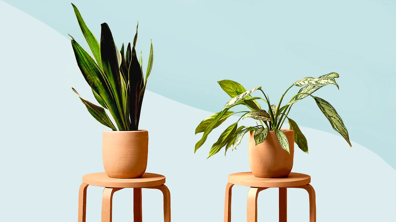 plantas de baixa manutenção