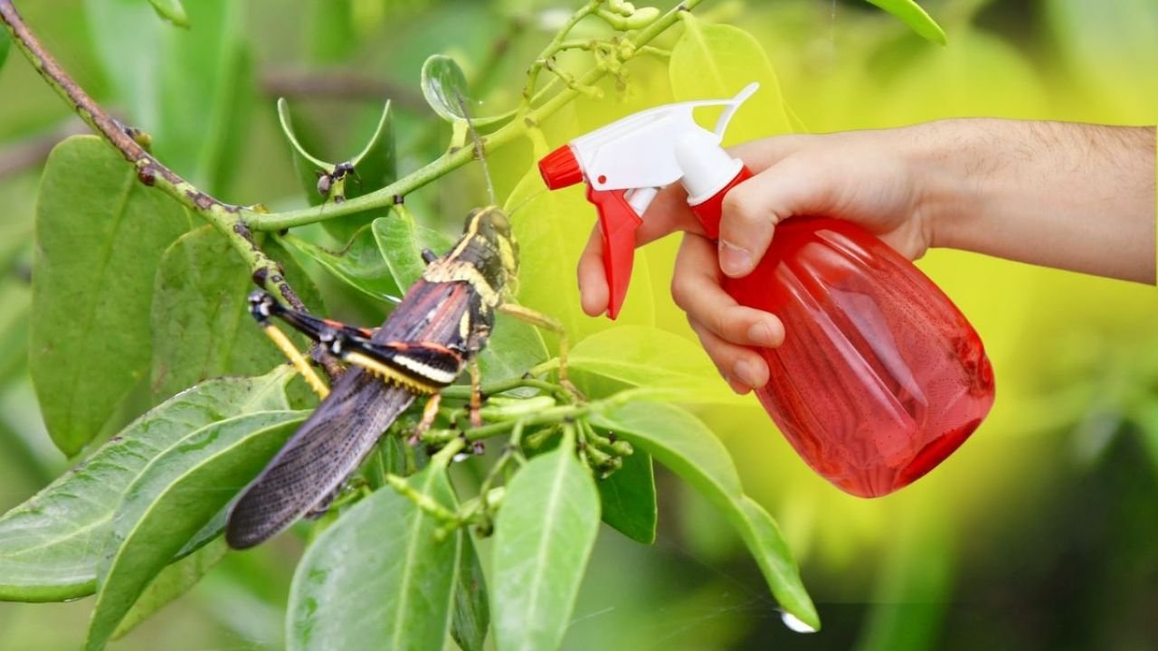 Repelente caseiro para eliminar pragas de suas plantas