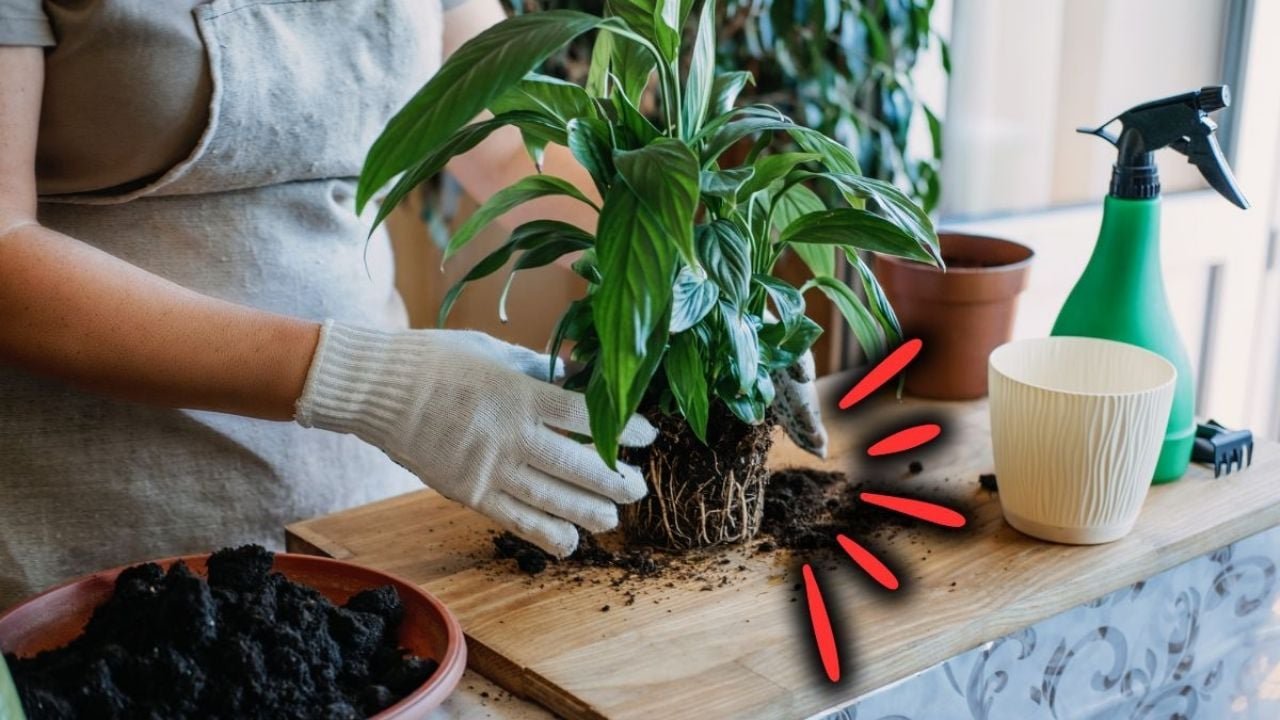 O truque caseiro para transplantar uma planta sem danificá -la, de acordo com um especialista em jardinagem