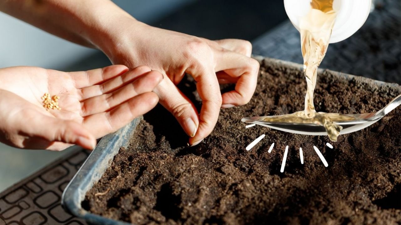 Uma colher de sopa de vinagre mudará para sempre a maneira de germinar suas sementes
