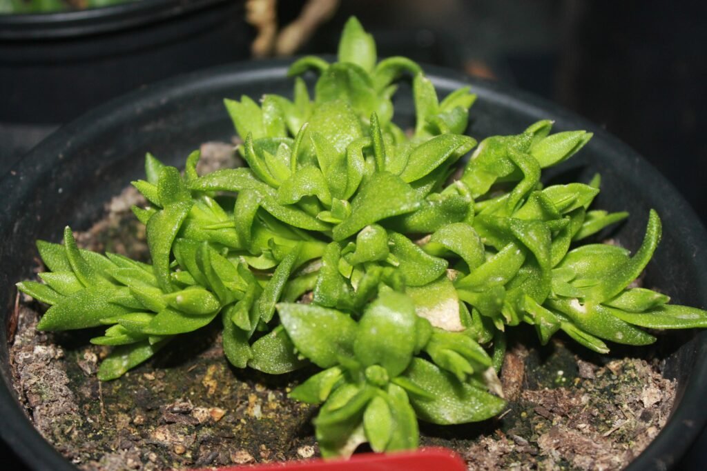 planta que reduz os níveis de ansiedade