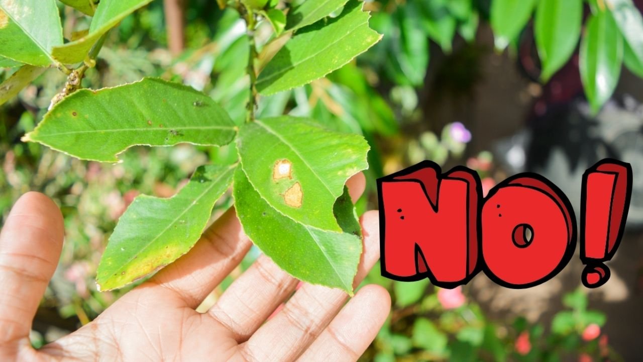 Coloque 1 colher de chá desse tipo de óleo e 1 deste sabão especial e elimine os insetos de suas plantas de 1 tempo e para sempre