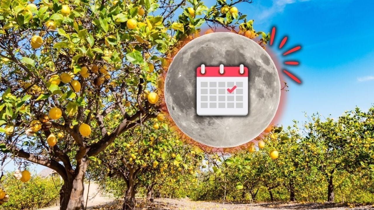 Em que dia de junho você deve fertilizar suas árvores frutíferas para explodir frutas, de acordo com o calendário lunar