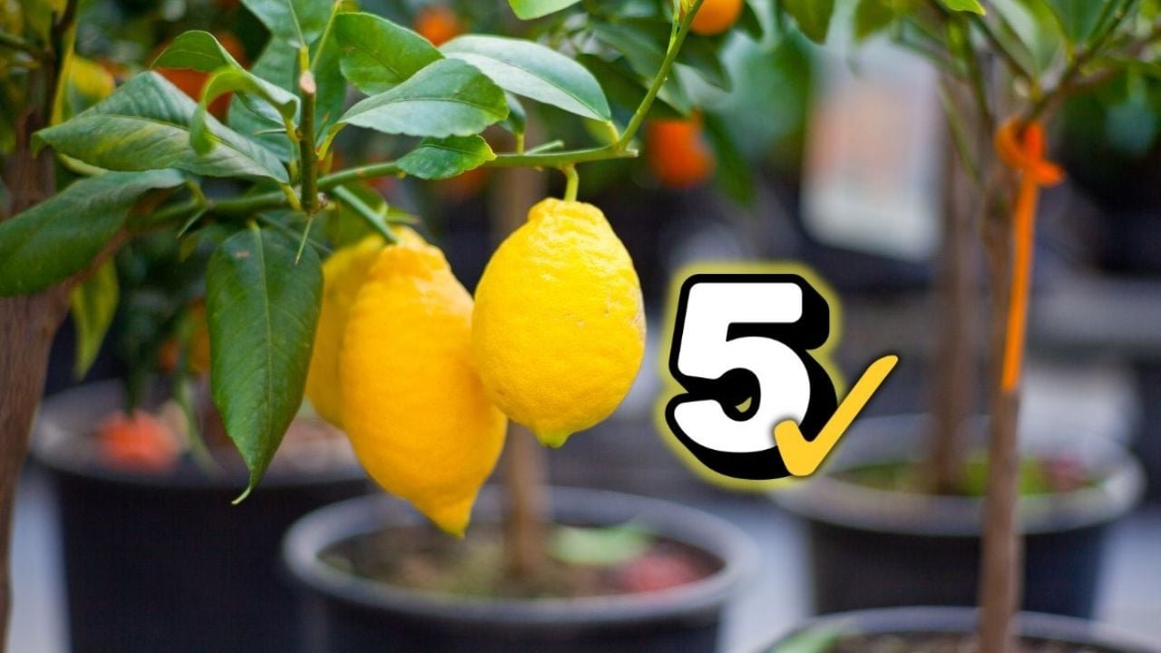 Estas são as 5 árvores frutíferas mais fáceis de tomar ideais para serem frutas 365 dias por ano