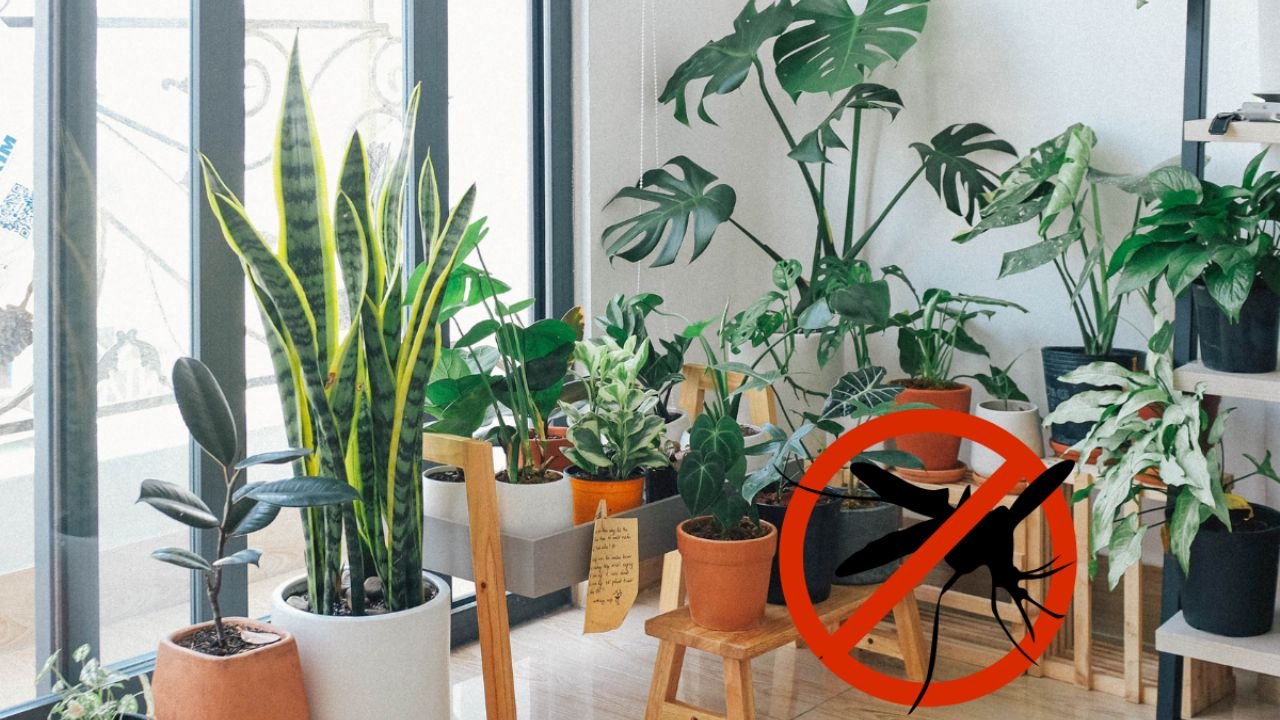 Eu dei adeus aos mosquitos com esta planta repelente com perfume de limão