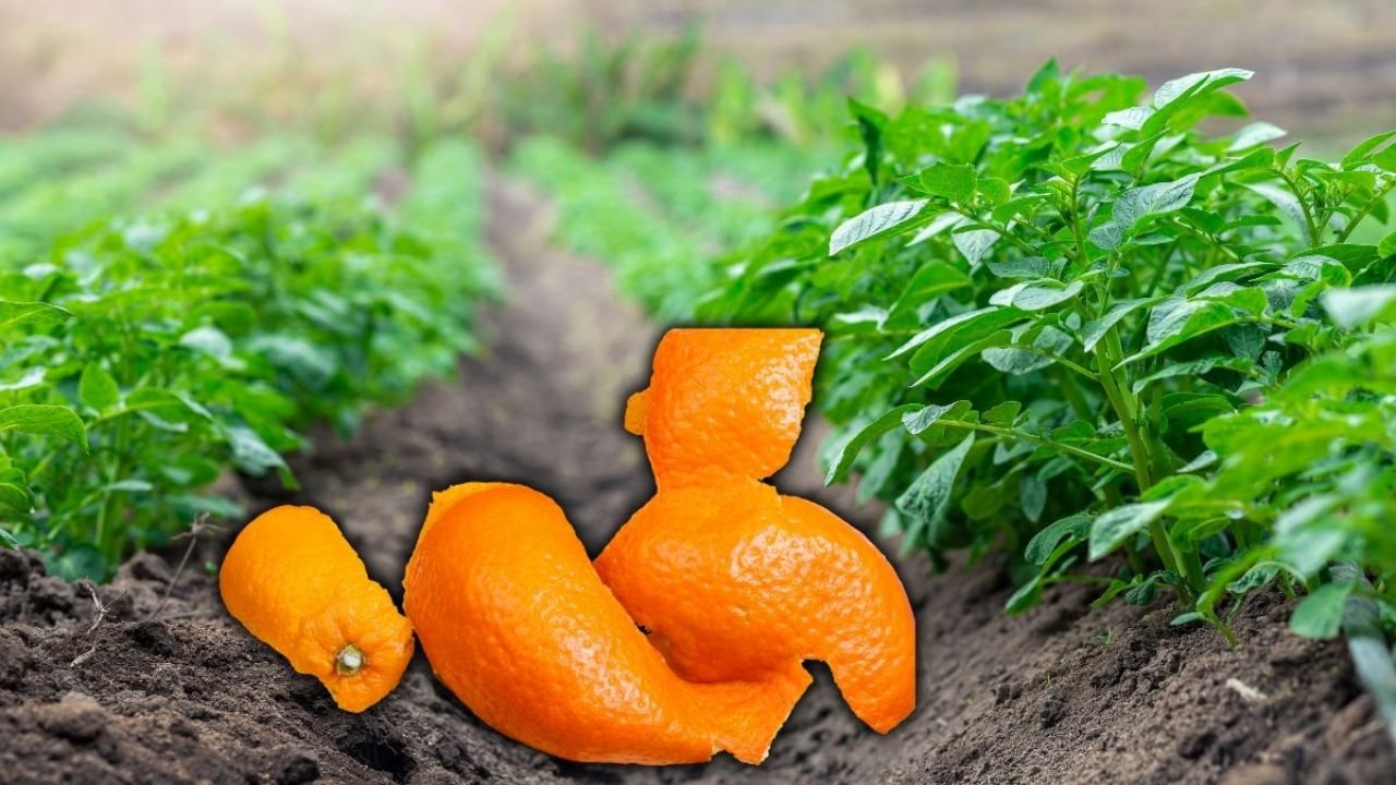 Fertilizante em casa com base em cascas de tangerina que revivem suas plantas e assustam insetos